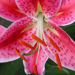 bulbs_1
