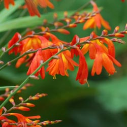 Crocosmia