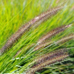 Grasses_4
