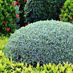 Shrubs_2