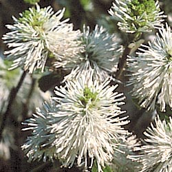 Shrubs_3