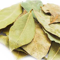 bay-herb-1