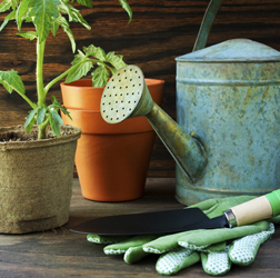 Tomato plant and garden tools