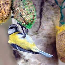 feeding-birds-winter-3