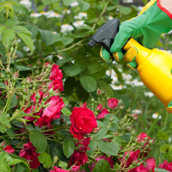 Spraying the roses