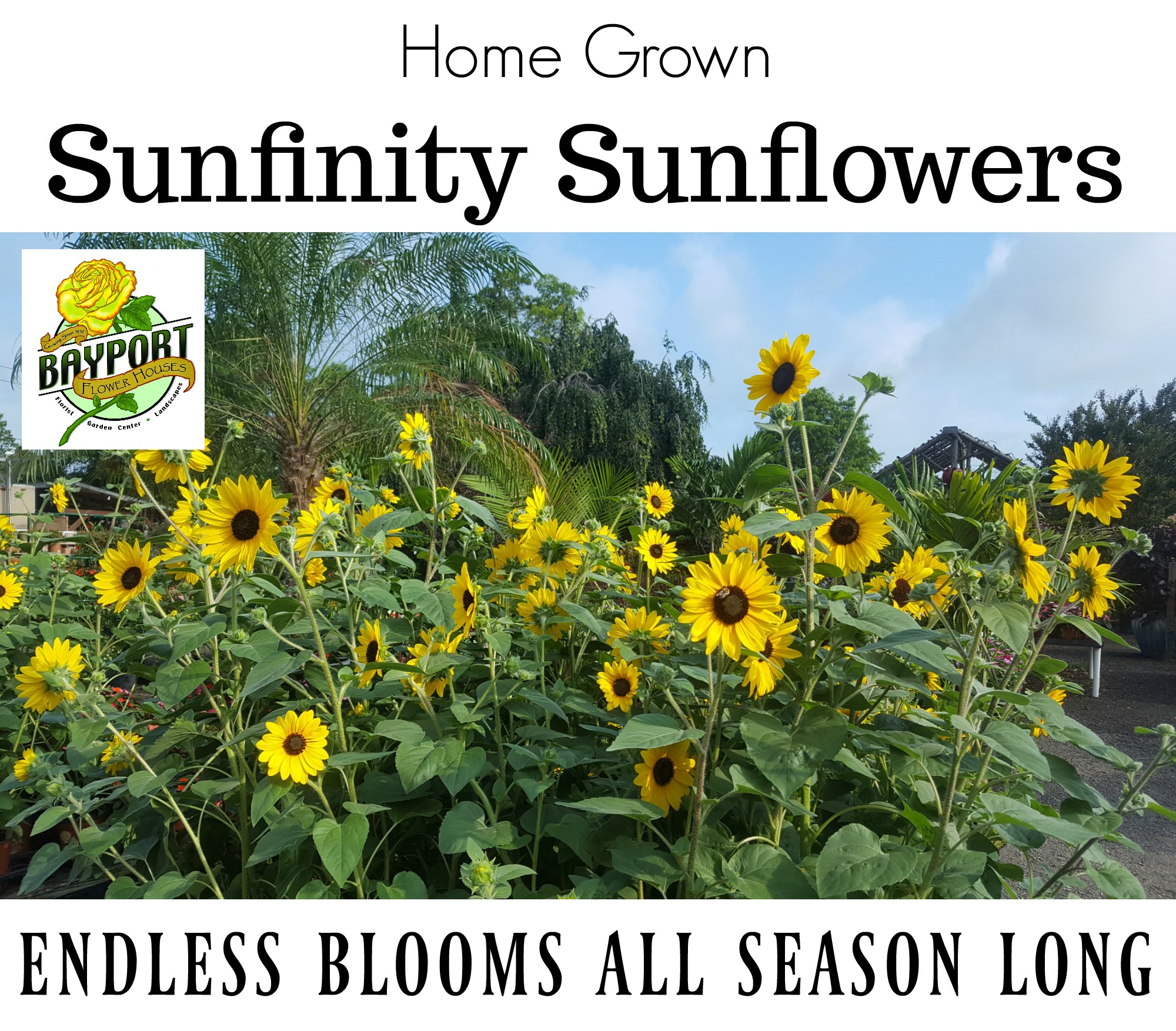 sunfinity sunflowers Bayport Flower