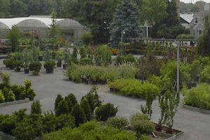 trees, shrubs, plant nursery, bayport flower houses, bayport, ny