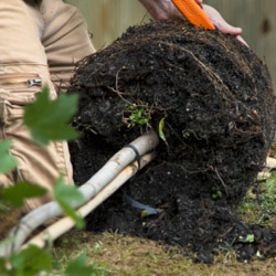 fall planting