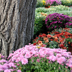 fall planting