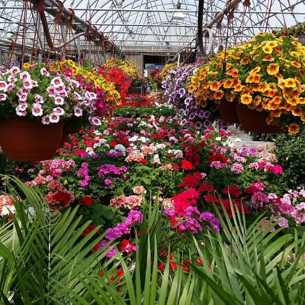 Garden Center Bayport Flower Bayport Flower