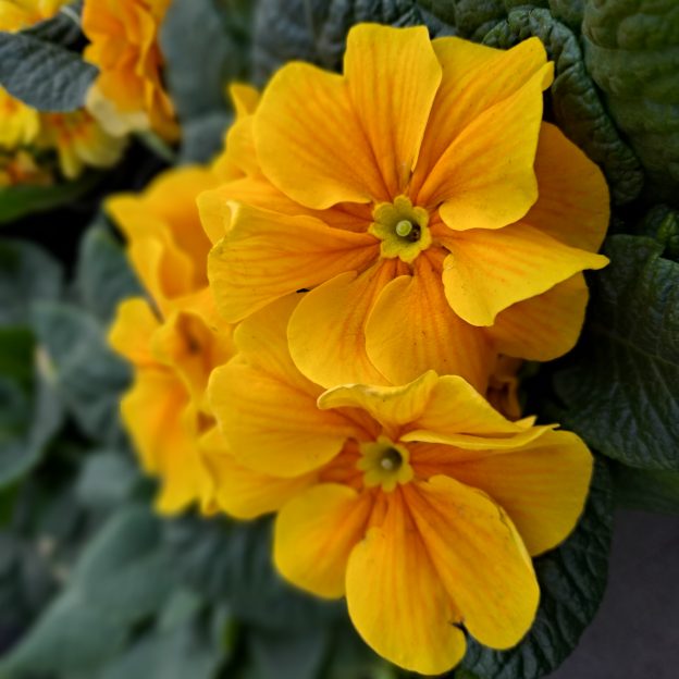 Garden Center Bayport Flower Bayport Flower