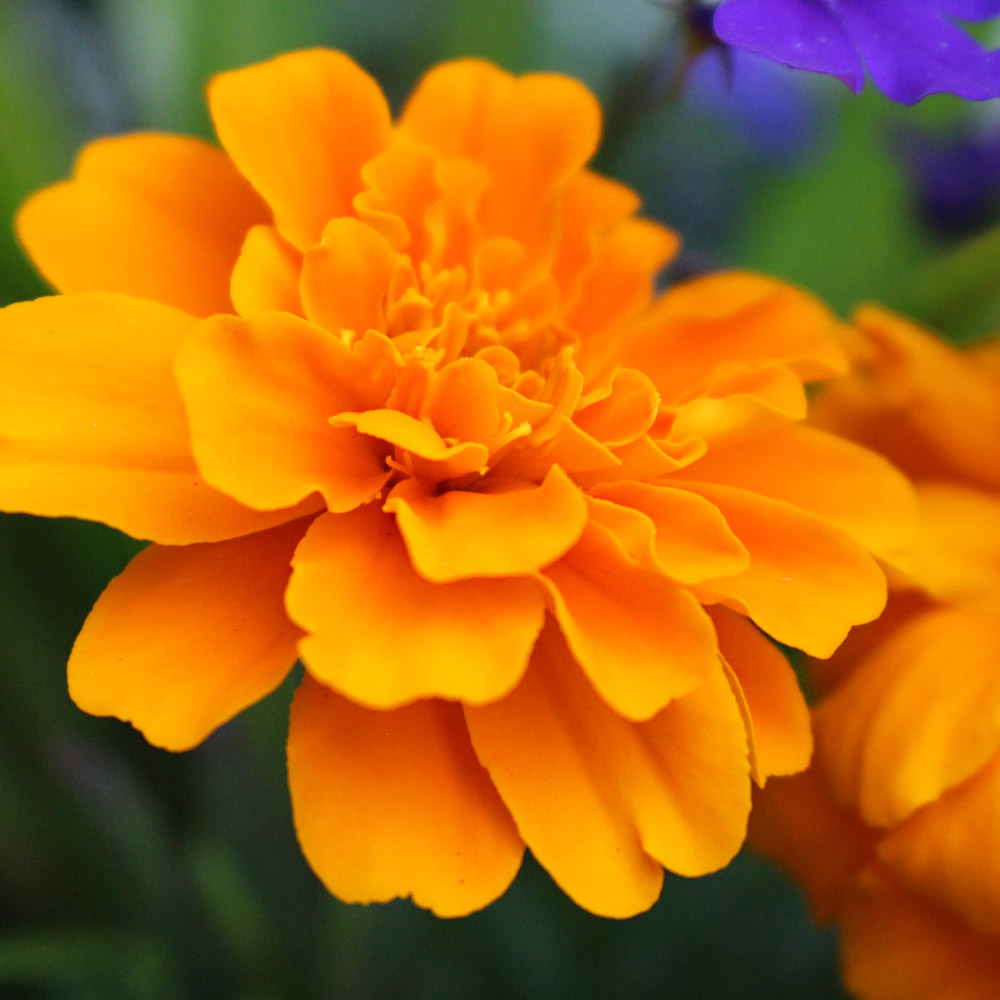 Our Favorite Edible Flowers Bayport Flower Bayport Flower