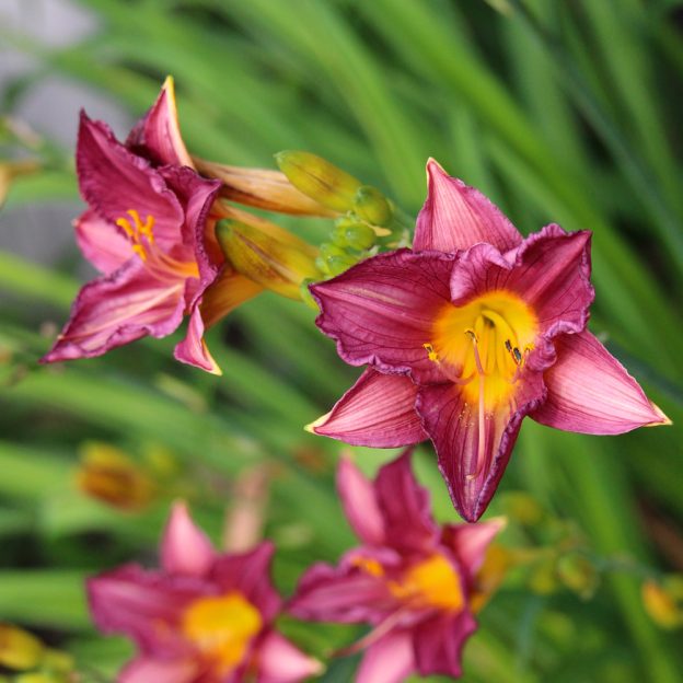 Our Favorite Edible Flowers Bayport Flower Bayport Flower