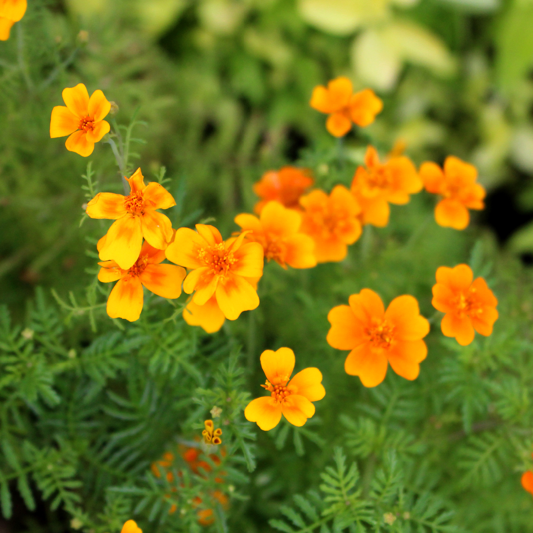 Growing Glowing Marigolds
