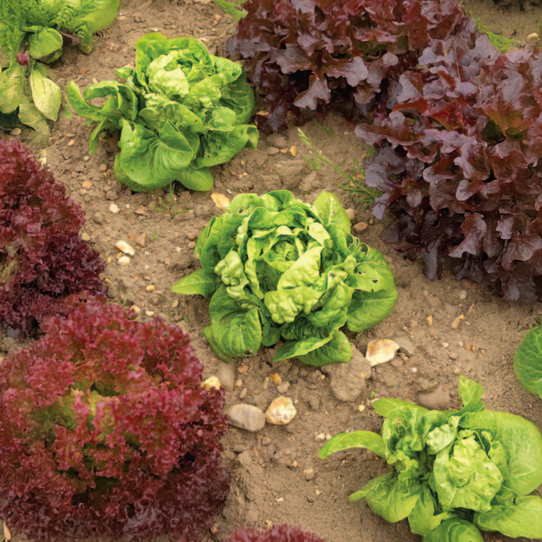 Beyond Lettuce